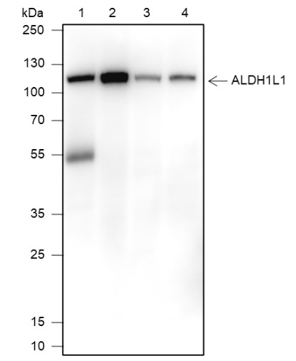 Recombinant ALDH1L1 Monoclonal Antibody (AN301429L)