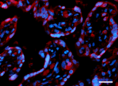 Purified anti-COMT Antibody (604551)