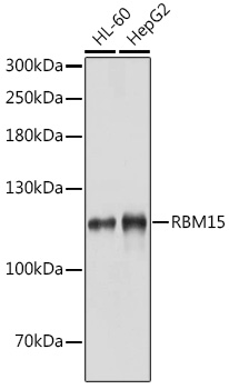 RBM15 Polyclonal Antibody (E-AB-67632)