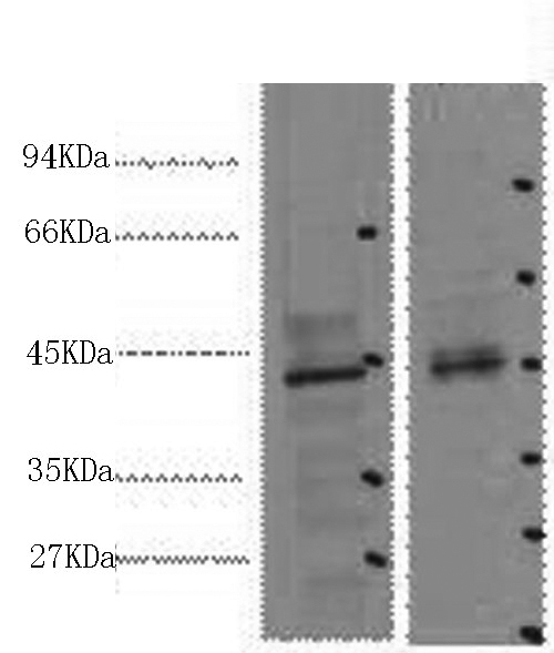 CDX2 Monoclonal Antibody (E-AB-22020)