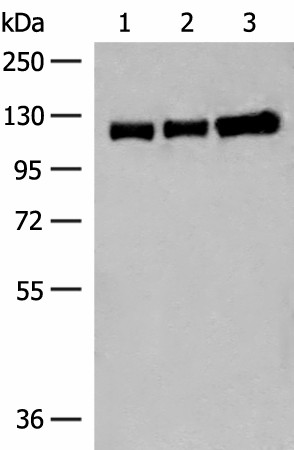 GRIK3 Polyclonal Antibody (E-AB-19967)