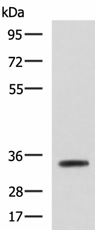 ANXA13 Polyclonal Antibody (E-AB-52134)