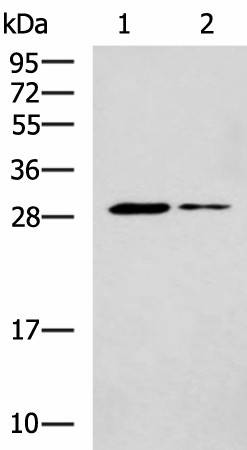 POMC Polyclonal Antibody (E-AB-53251)