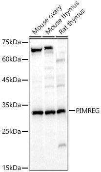 PIMREG Polyclonal Antibody (E-AB-91476)