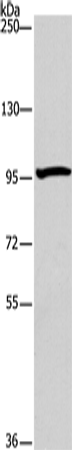 ATG9A Polyclonal Antibody (E-AB-14724)