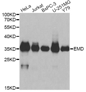 EMD Polyclonal Antibody (E-AB-64863)