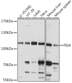 FIG4 Polyclonal Antibody (E-AB-91136)