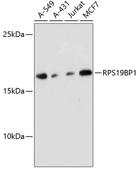 RPS19BP1 Polyclonal Antibody (E-AB-64510)
