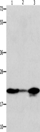 NME1 Polyclonal Antibody (E-AB-14249)