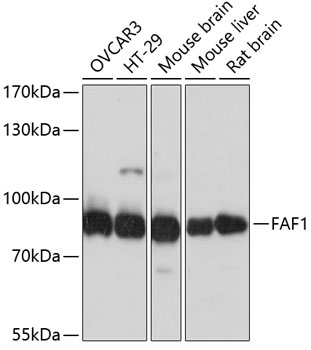 FAF1 Polyclonal Antibody (E-AB-65419)