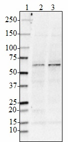 Purified anti-BACE1 Antibody