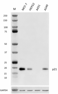 Purified anti-p21 Antibody (645951)