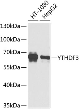 YTHDF3 Polyclonal Antibody (E-AB-62587)
