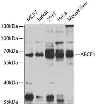ABCE1 Polyclonal Antibody (E-AB-67952)