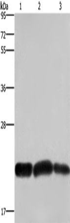 CBX3 Polyclonal Antibody (E-AB-12511)