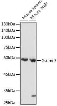 Gsdmc3 Polyclonal Antibody (E-AB-93165)