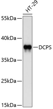 DCPS Polyclonal Antibody (E-AB-65756)