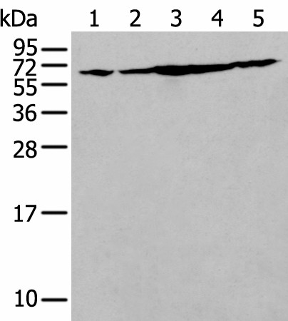 IRF5 Polyclonal Antibody (E-AB-19512)