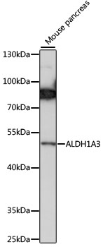 ALDH1A3 Polyclonal Antibody (E-AB-91076)