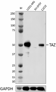 Purified anti-TAZ (WWTR1) Antibody (673551)