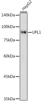 UFL1 Polyclonal Antibody (E-AB-92278)