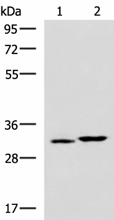 CBR3 Polyclonal Antibody (E-AB-18587)