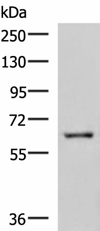 LILRB5 Polyclonal Antibody (E-AB-19513)