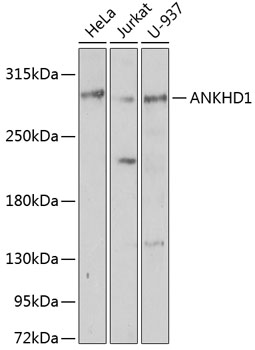 ANKHD1 Polyclonal Antibody (E-AB-90994)