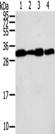 STX10 Polyclonal Antibody (E-AB-15434)
