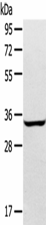 STX2 Polyclonal Antibody (E-AB-16898)