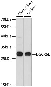 DGCR6L Polyclonal Antibody (E-AB-66461)