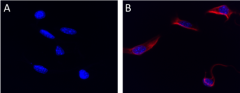 Alexa Fluor® 647 anti-Vimentin Antibody (699307)
