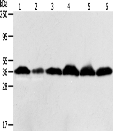 APEX1 Polyclonal Antibody (E-AB-13896)