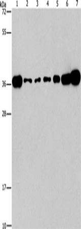 CRKL Polyclonal Antibody (E-AB-13171)