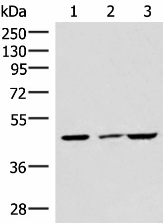 IP6K2 Polyclonal Antibody (E-AB-52024)