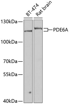 PDE6A Polyclonal Antibody (E-AB-67927)