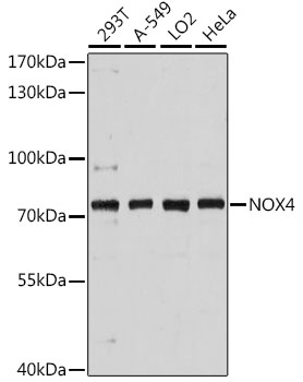 (KO Validated) NOX4 Polyclonal Antibody (E-AB-64074)