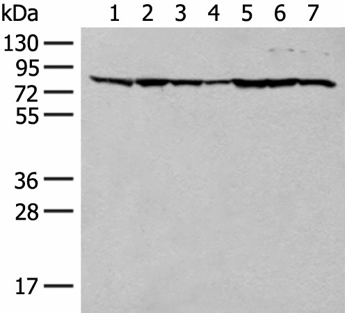 TUBGCP4 Polyclonal Antibody (E-AB-52657)