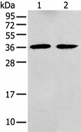 GNAI2 Polyclonal Antibody (E-AB-19452)