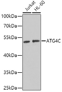 ATG4C Polyclonal Antibody (E-AB-61686)