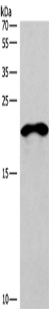 CD269 Polyclonal Antibody (E-AB-15966)