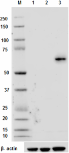 Purified anti-mouse Aiolos Antibody (653201)