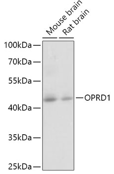OPRD1 Polyclonal Antibody (E-AB-63881)