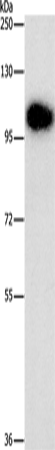 DNM3 Polyclonal Antibody (E-AB-10293)