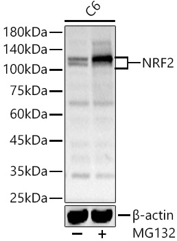 NRF2 Polyclonal Antibody (E-AB-93081)