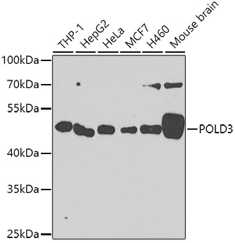 POLD3 Polyclonal Antibody (E-AB-61602)
