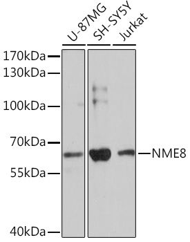NME8 Polyclonal Antibody (E-AB-91713)