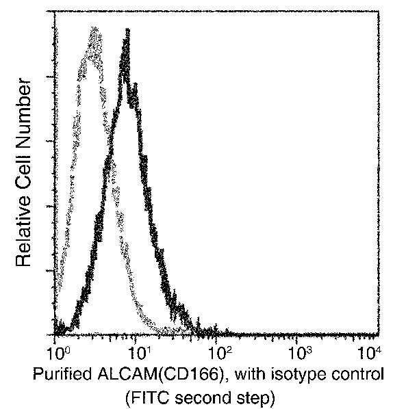 CD166/ALCAM Monoclonal Antibody (AN200008P)