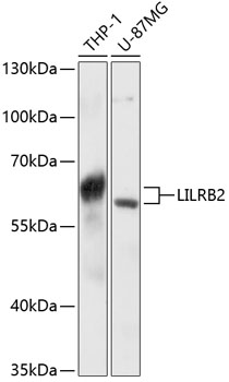 LILRB2 Polyclonal Antibody (E-AB-65877)