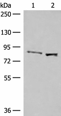 SLC26A3 Polyclonal Antibody (E-AB-52774)